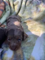 Gorgeous Dapple Long hair Boy , a male Miniature Dachshund for sale in San Antonio, TX – Photo 8 of 9