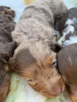 Gorgeous Dapple Long hair Boy , a male Miniature Dachshund for sale in San Antonio, TX – Photo 7 of 9