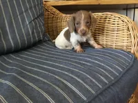 Isabella Pied Miniature Long hair Female , a female Miniature Dachshund for sale in San Antonio, TX – 8 of 10