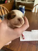 Gorgeous Pie Bald Boy, a male Miniature Dachshund for sale in San Antonio, TX – 7 of 7