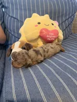 Fancy chocolate Dapple Girl, a female Miniature Dachshund for sale in San Antonio, TX – 3 of 10