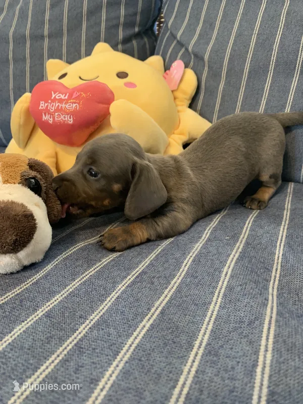 Gorgeous Grey and Tan Tiny boy – Miniature Dachshund puppy for sale in San Antonio, TX