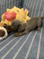 Gorgeous Grey and Tan Tiny boy, a male Miniature Dachshund for sale in San Antonio, TX – 1 of 10