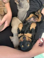 Classic Fancy Long hair boy, a male Miniature Dachshund for sale in San Antonio, TX – 5 of 10