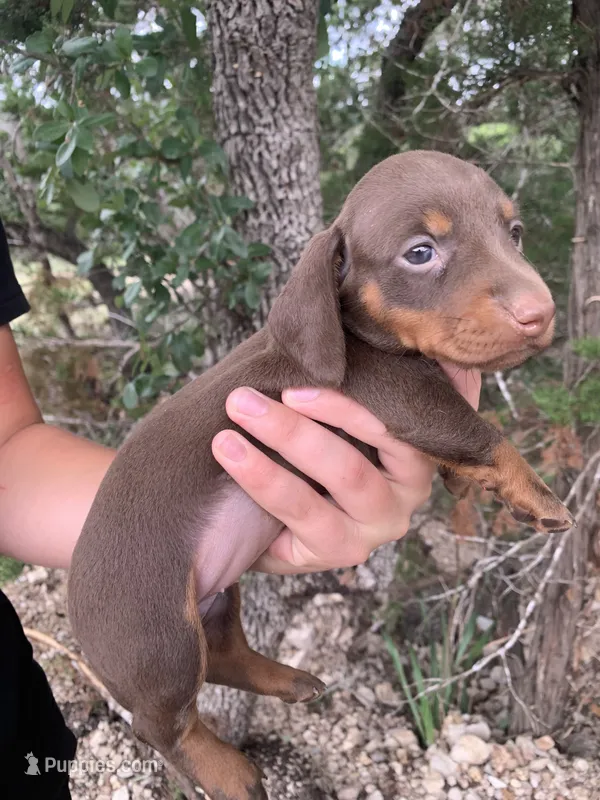 Chocolate Miniature Male  – Miniature Dachshund puppy for sale in San Antonio, TX