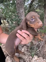 Chocolate Miniature Male , a male Miniature Dachshund for sale in San Antonio, TX – 1 of 7