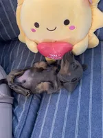 Gorgeous Grey and Tan Tiny boy, a male Miniature Dachshund for sale in San Antonio, TX – 4 of 10