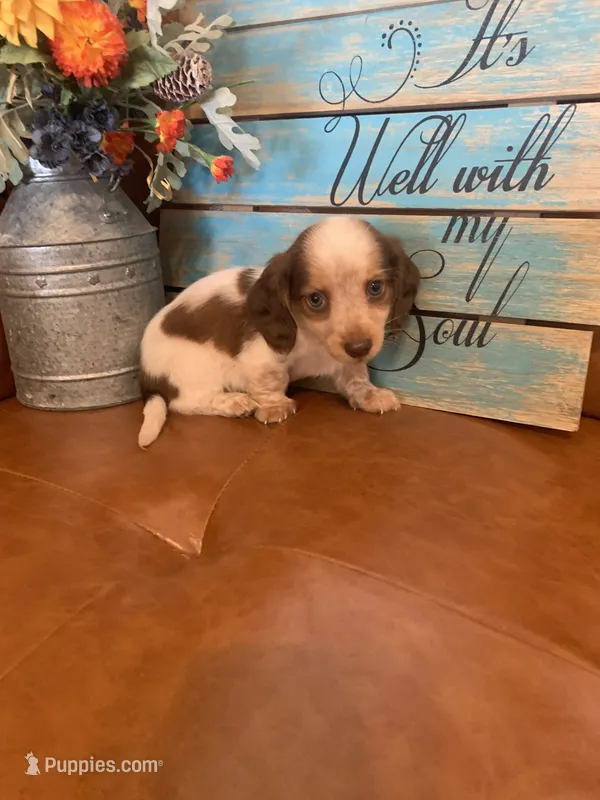 Gorgeous Mini Dachshund – Miniature Dachshund puppy for sale in San Antonio, TX