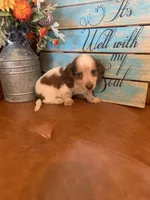 Gorgeous Mini Dachshund, a male Miniature Dachshund for sale in San Antonio, TX – 1 of 10