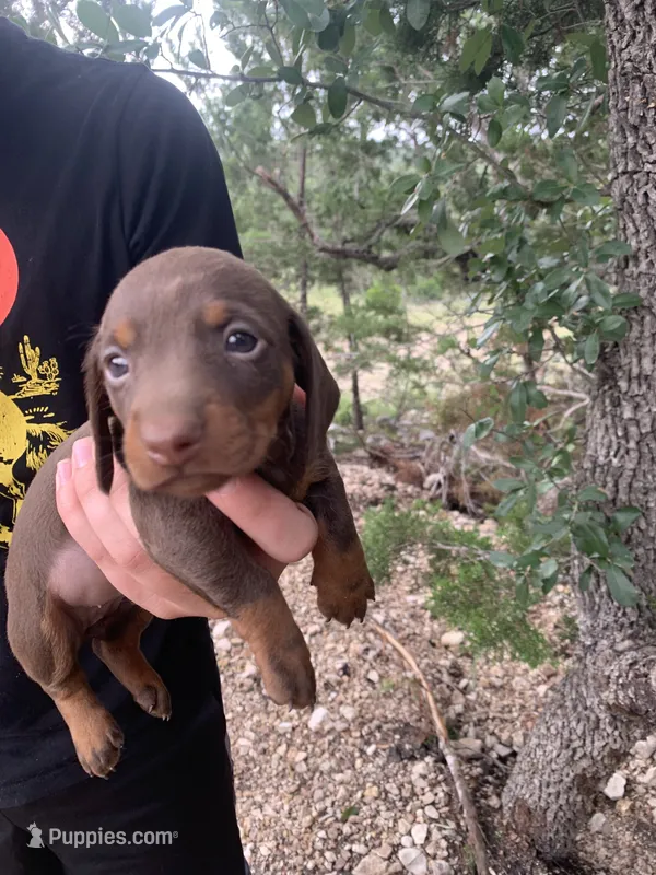 Chocolate Miniature Female  – Miniature Dachshund puppy for sale in San Antonio, TX