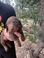 Chocolate Miniature Female , a female Miniature Dachshund for sale in San Antonio, TX – 1 of 4