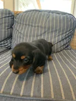 Classic Fancy Long hair boy, a male Miniature Dachshund for sale in San Antonio, TX – 4 of 10
