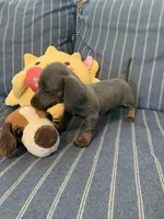 Gorgeous Grey and Tan Tiny boy, a male Miniature Dachshund for sale in San Antonio, TX – 6 of 10