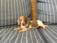 Isabella Pied Miniature Long hair Female , a female Miniature Dachshund for sale in San Antonio, TX – 5 of 10