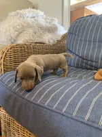 Fancy Lilac Fawn boy , a male Miniature Dachshund for sale in San Antonio, TX – 10 of 10
