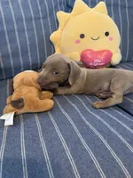 Fancy Lilac Fawn boy , a male Miniature Dachshund for sale in San Antonio, TX – 9 of 10