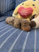 Fancy chocolate Dapple Girl, a female Miniature Dachshund for sale in San Antonio, TX – 1 of 10