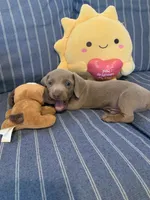 Fancy Lilac Fawn boy , a male Miniature Dachshund for sale in San Antonio, TX – 4 of 10