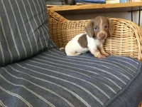 Isabella Pied Miniature Long hair Female , a female Miniature Dachshund for sale in San Antonio, TX – 4 of 10