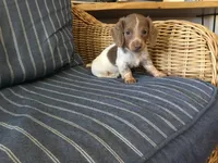 Isabella Pied Miniature Long hair Female , a female Miniature Dachshund for sale in San Antonio, TX – 9 of 10