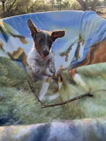 Lilac long hair miniature girl, a female Miniature Dachshund for sale in San Antonio, TX – Photo 1 of 4