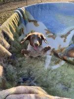 Lilac long hair miniature girl, a female Miniature Dachshund for sale in San Antonio, TX – Photo 4 of 4