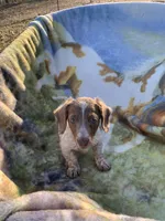 Lilac long hair miniature girl, a female Miniature Dachshund for sale in San Antonio, TX – Photo 2 of 4