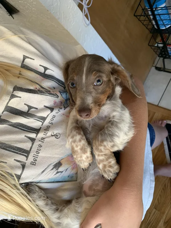Lilac long hair miniature girl – Miniature Dachshund puppy for sale in San Antonio, TX