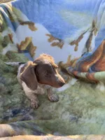 Lilac long hair miniature girl, a female Miniature Dachshund for sale in San Antonio, TX – Photo 3 of 4