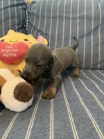 Gorgeous Grey and Tan Tiny boy, a male Miniature Dachshund for sale in San Antonio, TX – 3 of 10