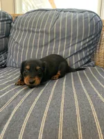 Classic Fancy Long hair boy, a male Miniature Dachshund for sale in San Antonio, TX – 2 of 10