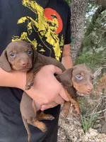 Chocolate Miniature Female , a female Miniature Dachshund for sale in San Antonio, TX – 3 of 4