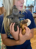 Fancy Lilac/Fawn Baby Boy , a male Miniature Dachshund for sale in San Antonio, TX – 8 of 9
