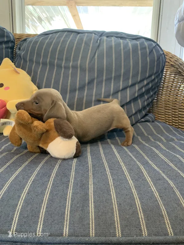 Fancy Lilac Fawn boy  – Miniature Dachshund puppy for sale in San Antonio, TX