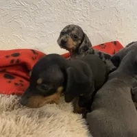 Black and tan boy, a male Miniature Dachshund for sale in San Antonio, TX – Photo 8 of 10