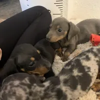 Black and tan boy, a male Miniature Dachshund for sale in San Antonio, TX – Photo 3 of 10