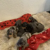 Black and tan boy, a male Miniature Dachshund for sale in San Antonio, TX – Photo 6 of 10