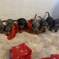 Black and tan boy, a male Miniature Dachshund for sale in San Antonio, TX – Photo 10 of 10