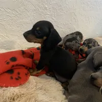 Black and tan boy, a male Miniature Dachshund for sale in San Antonio, TX – Photo 1 of 10