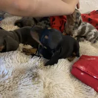 Black and tan boy, a male Miniature Dachshund for sale in San Antonio, TX – Photo 5 of 10