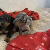 Black and tan boy, a male Miniature Dachshund for sale in San Antonio, TX – Photo 4 of 10