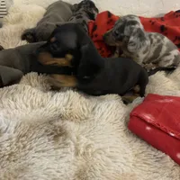 Black and tan boy, a male Miniature Dachshund for sale in San Antonio, TX – Photo 7 of 10