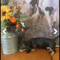 Black and tan boy, a male Miniature Dachshund for sale in San Antonio, TX – Photo 2 of 10