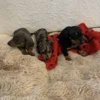 Black and tan boy, a male Miniature Dachshund for sale in San Antonio, TX – Photo 9 of 10