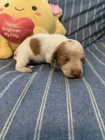 Fancy Pied tan/white girl, a female Miniature Dachshund for sale in San Antonio, TX – 6 of 10