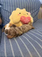 Fancy chocolate Dapple Girl, a female Miniature Dachshund for sale in San Antonio, TX – 10 of 10
