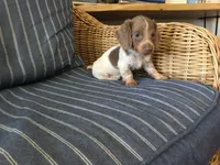 Isabella Pied Miniature Long hair Female , a female Miniature Dachshund for sale in San Antonio, TX – 2 of 10