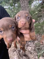 Chocolate Miniature Male , a male Miniature Dachshund for sale in San Antonio, TX – 4 of 7