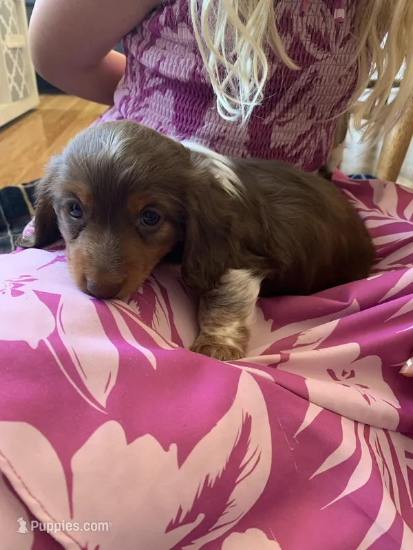Gorgeous Long Hair Pied Mini Boy  – Miniature Dachshund puppy for sale in San Antonio, TX