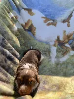 Gorgeous Long Hair Pied Mini Boy , a male Miniature Dachshund for sale in San Antonio, TX – Photo 3 of 6